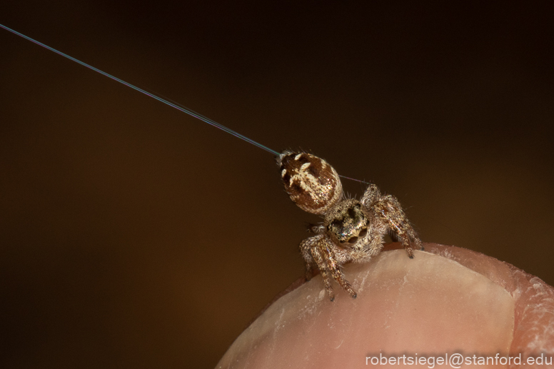 jumping spider